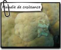 Biocénose, diagnostic des maladies de croissance des coraux